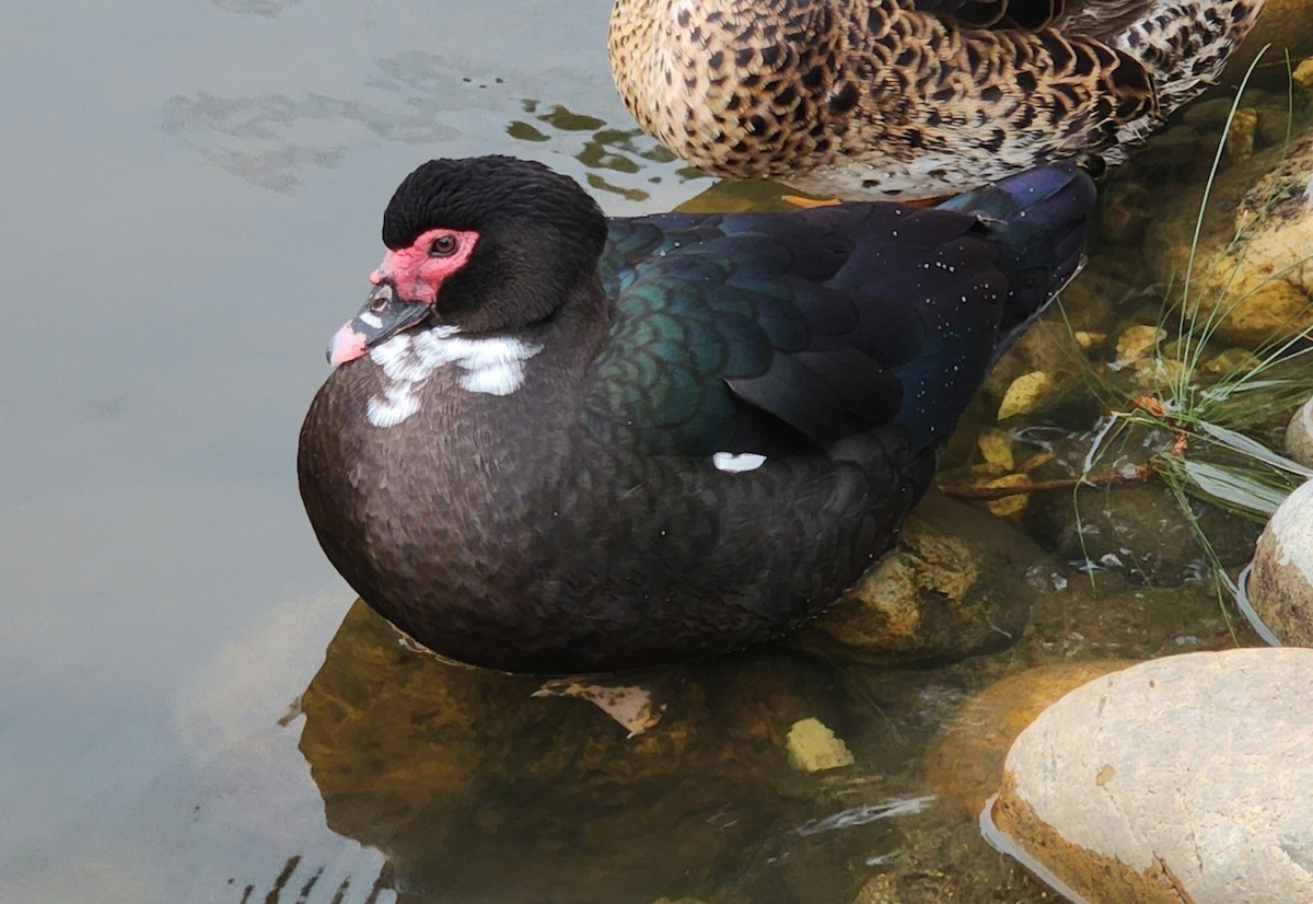 Muscovy Duck (Domestic type) - ML539455991
