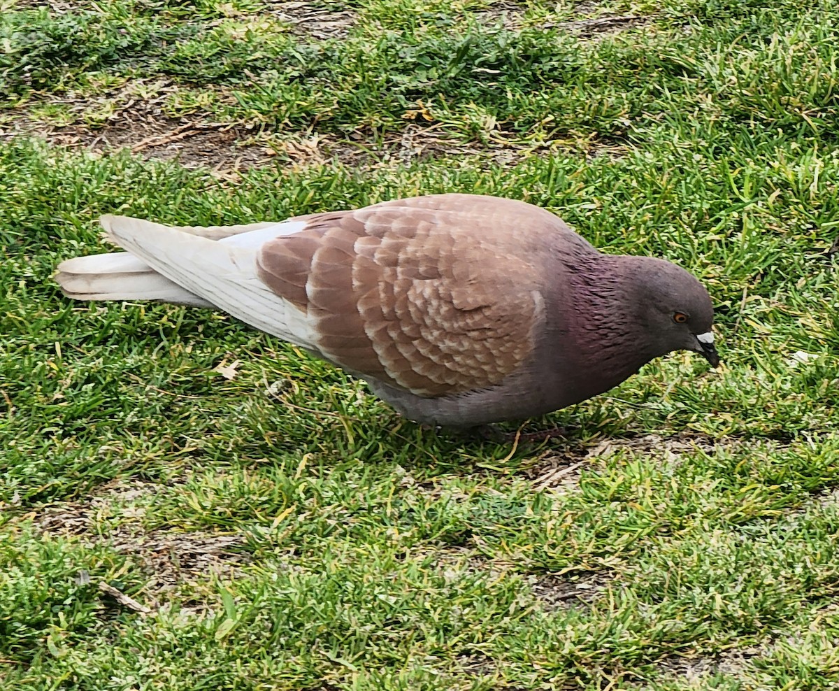 Rock Pigeon (Feral Pigeon) - ML539456171