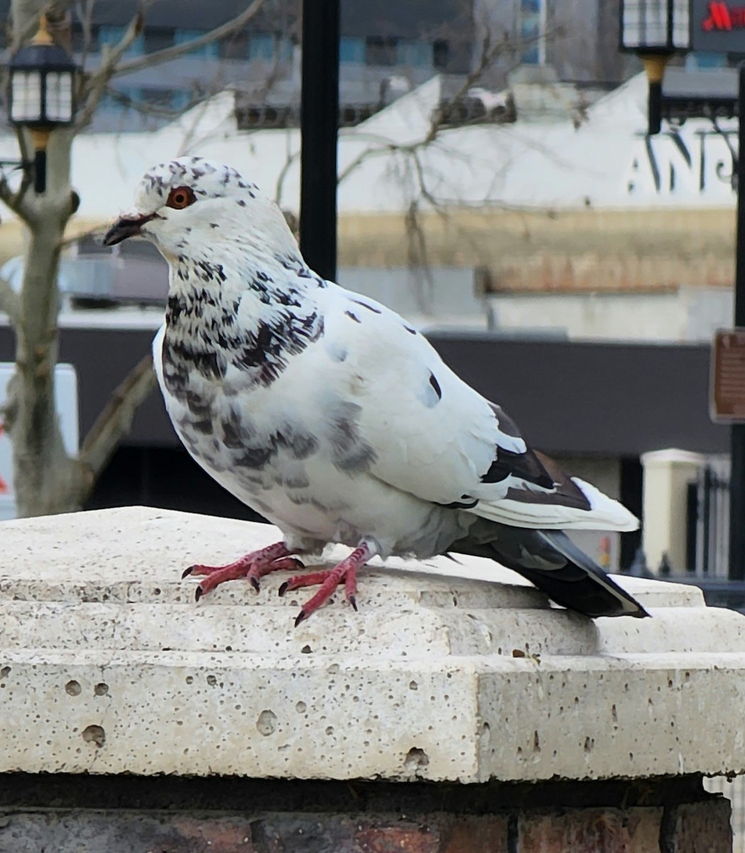 Rock Pigeon (Feral Pigeon) - ML539456451