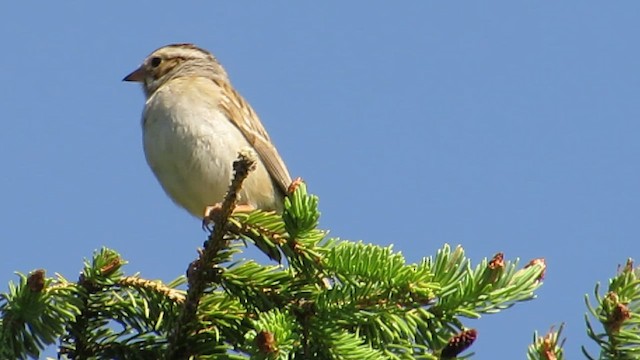 Clay-colored Sparrow - ML539456581