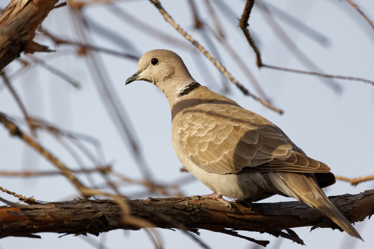 Ebird checklist 25 feb 2023 home depot college station 1 species