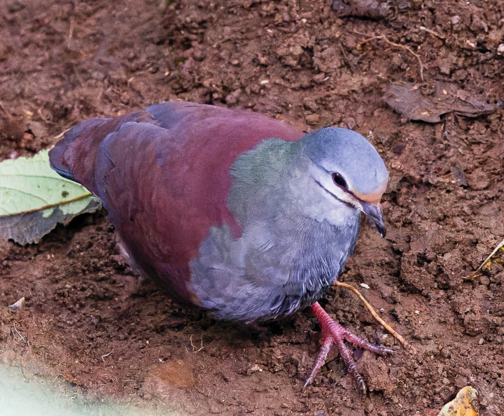 Buff-fronted Quail-Dove - ML539461801