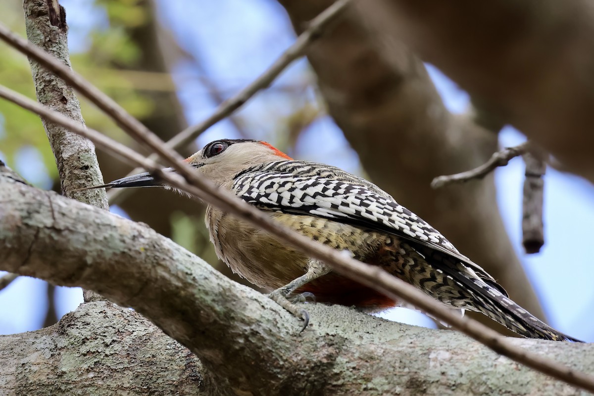 West Indian Woodpecker - ML539465371