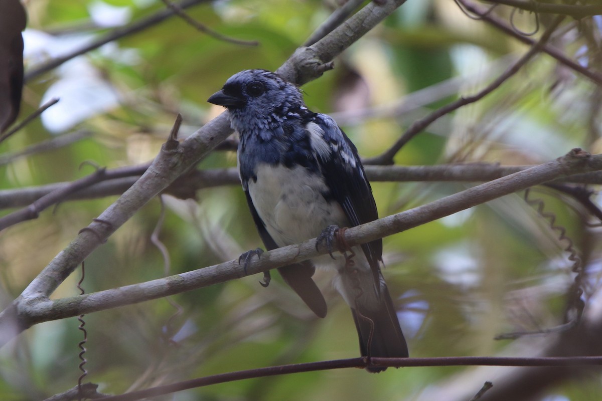 White-bellied Tanager - ML53946561