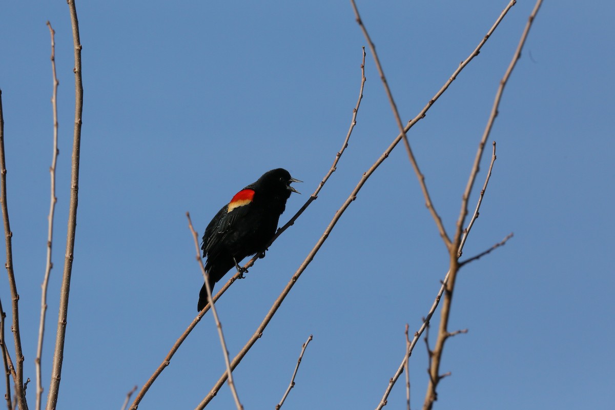 Red-winged Blackbird - ML539466951