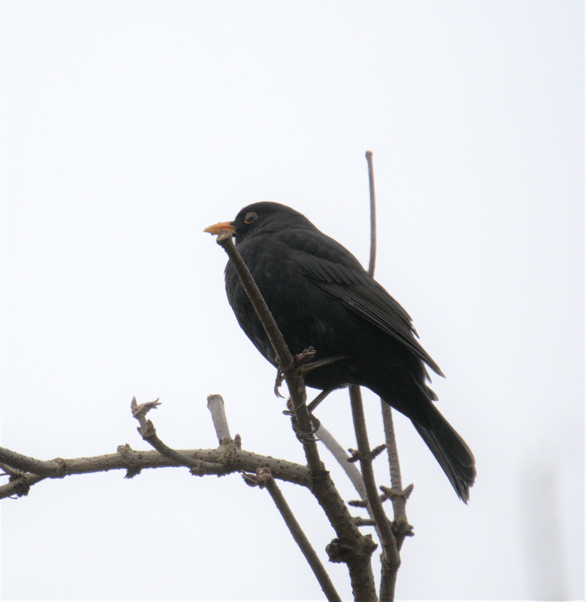 Eurasian Blackbird - ML539468961