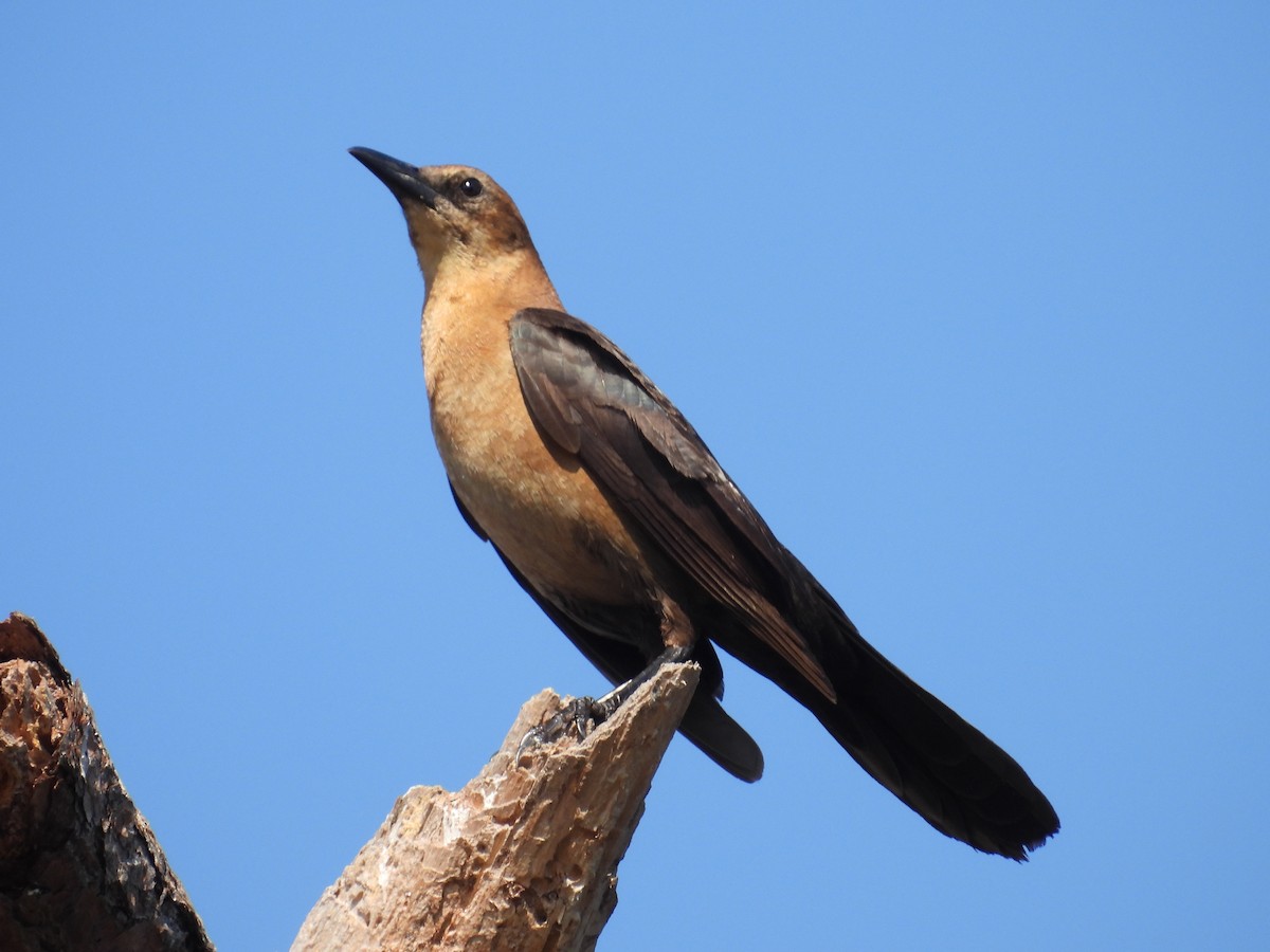 Boat-tailed Grackle - ML539469591