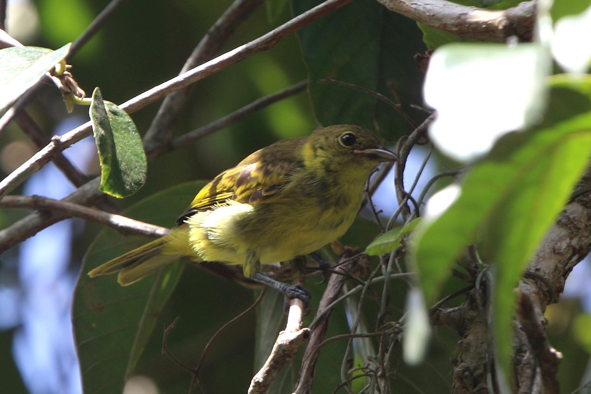 Yellow-backed Tanager - ML53947071
