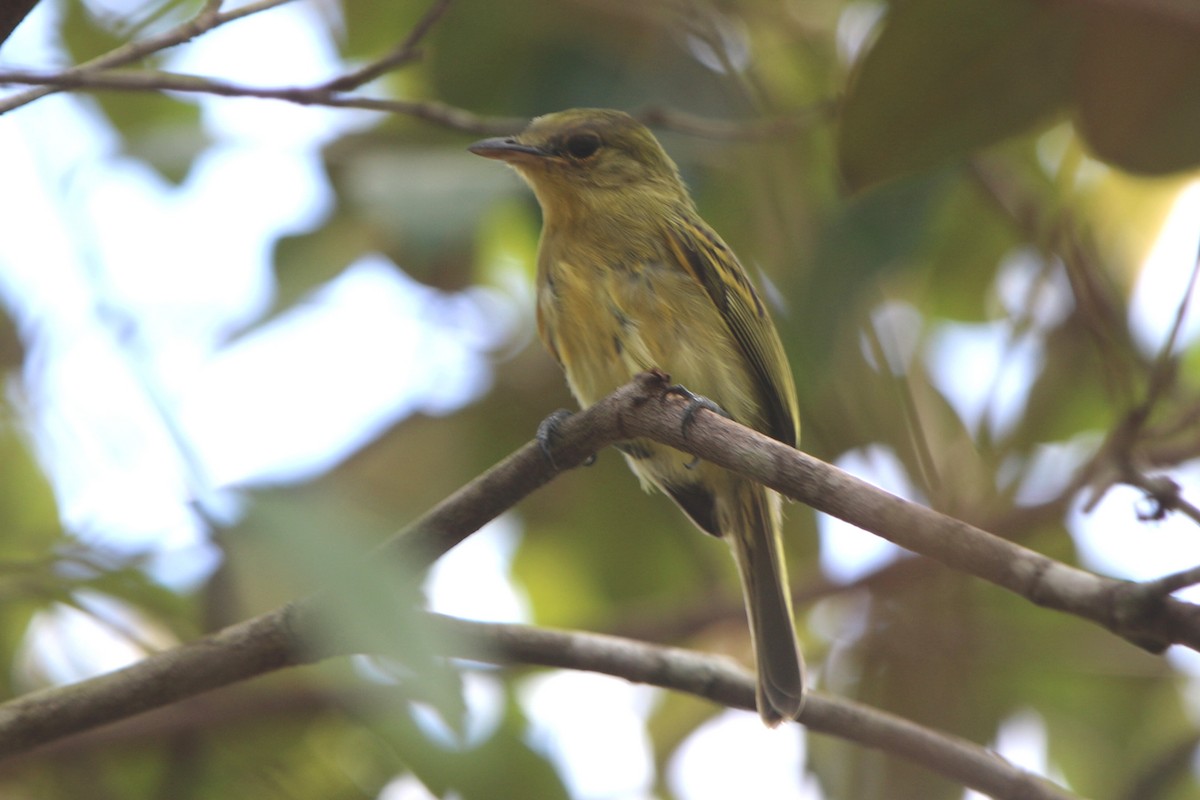 Yellow-backed Tanager - ML53947231