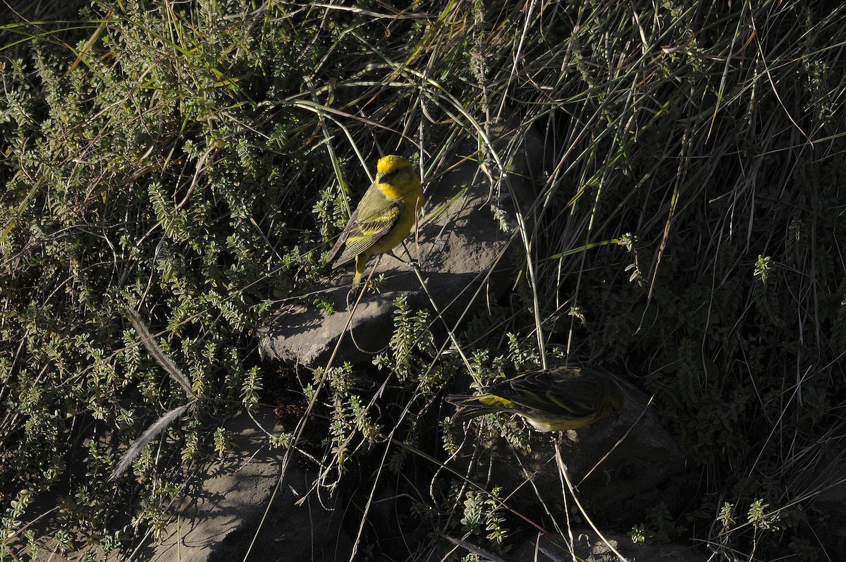 Yellow-crowned Canary - ML539474021