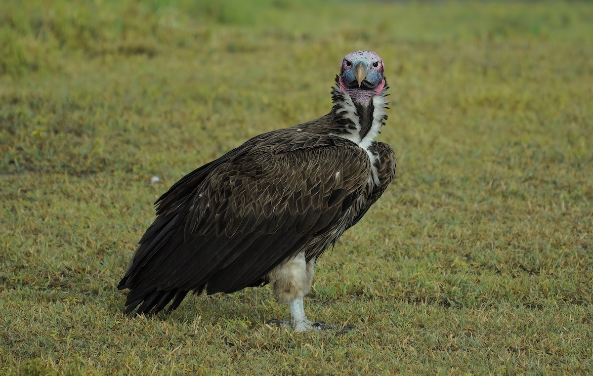 Lappet-faced Vulture - ML539474681