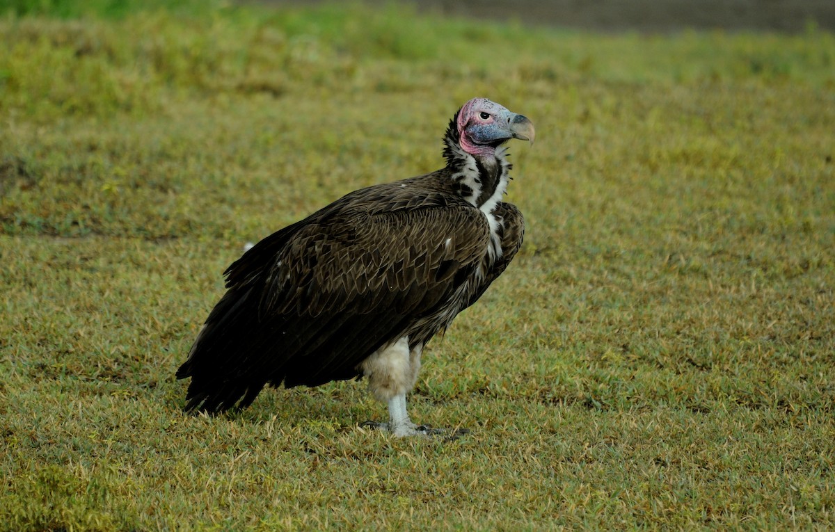 Lappet-faced Vulture - ML539474701
