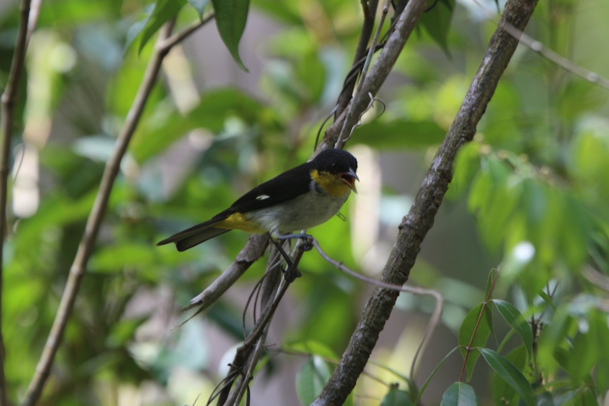 Yellow-backed Tanager - ML53947541