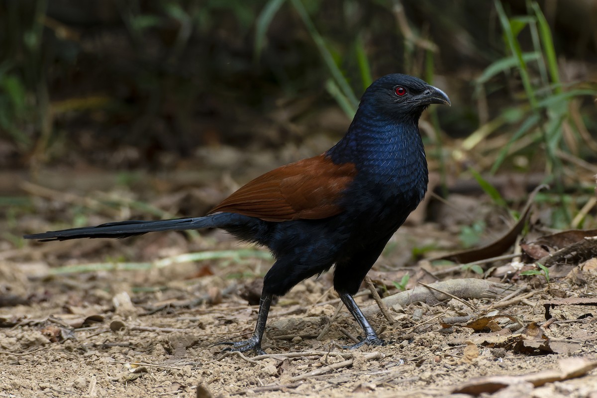 Greater Coucal - ML539477071