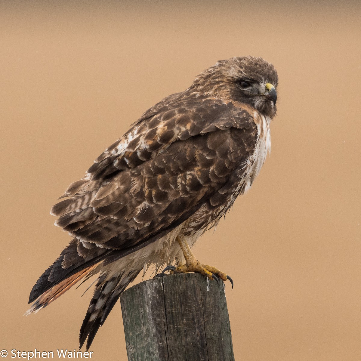 Red-tailed Hawk - Stephen Wainer