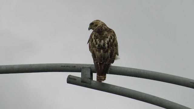 Red-tailed Hawk - ML539478561