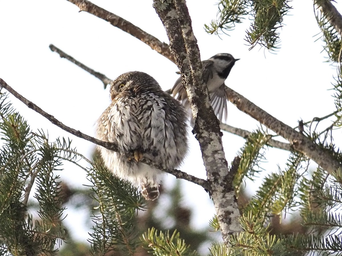 Northern Pygmy-Owl - ML539482151