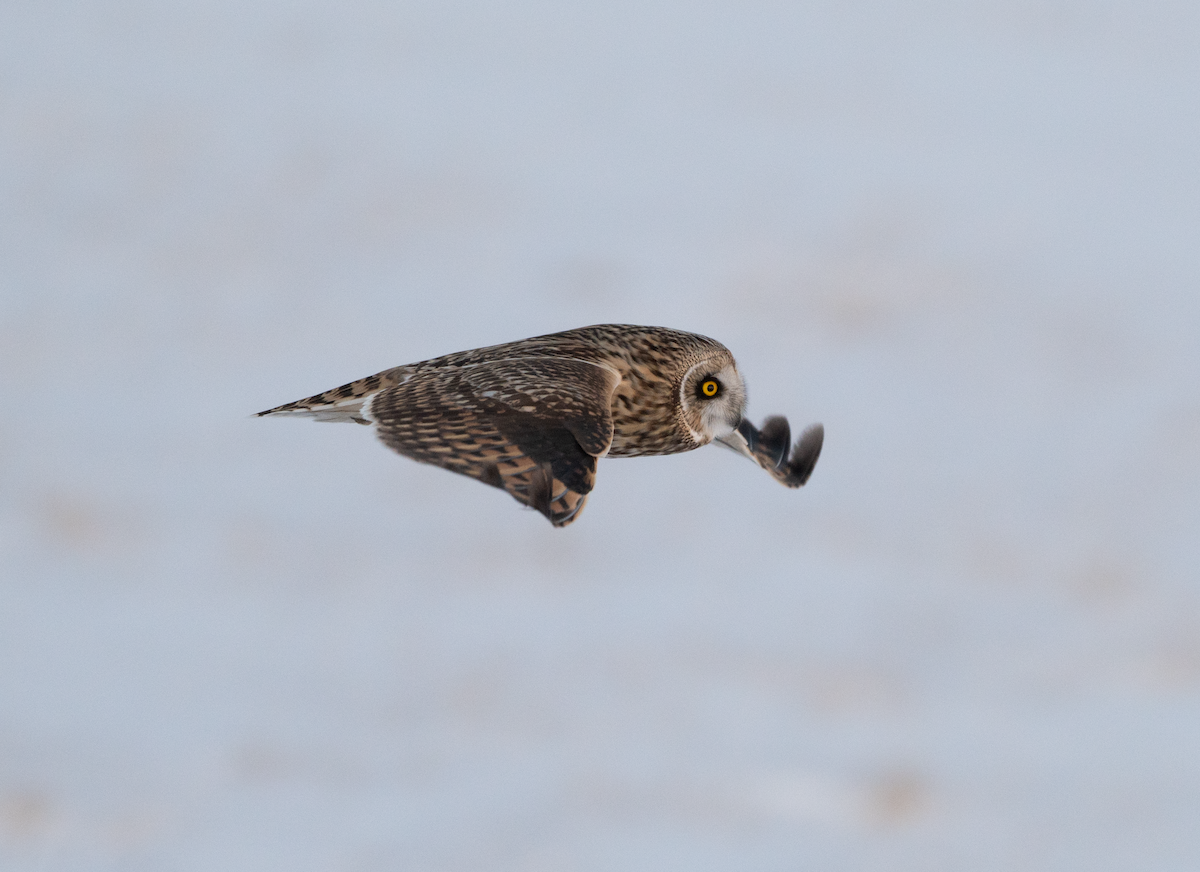 Short-eared Owl - ML539483851