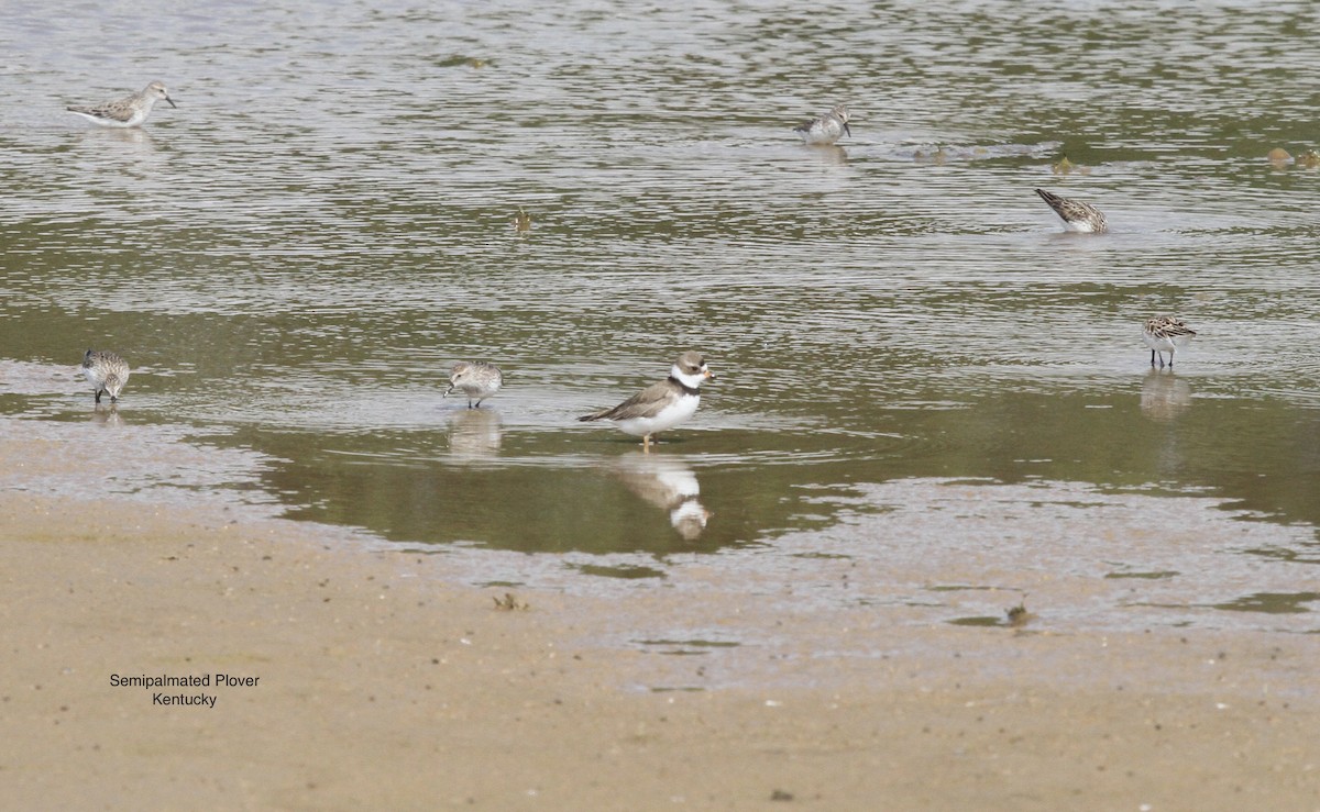 Semipalmated Plover - ML539486751