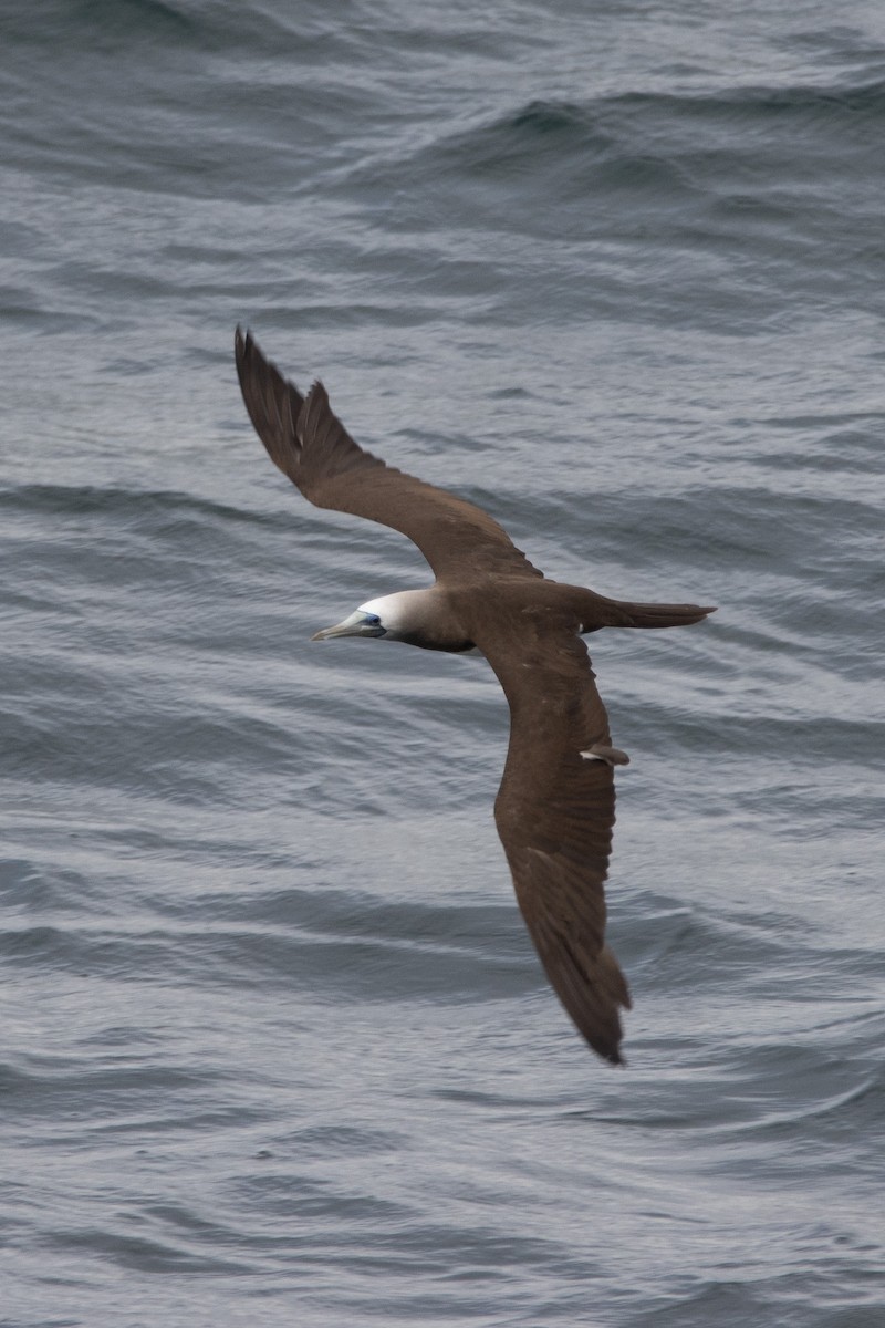 Brown Booby - ML539497051