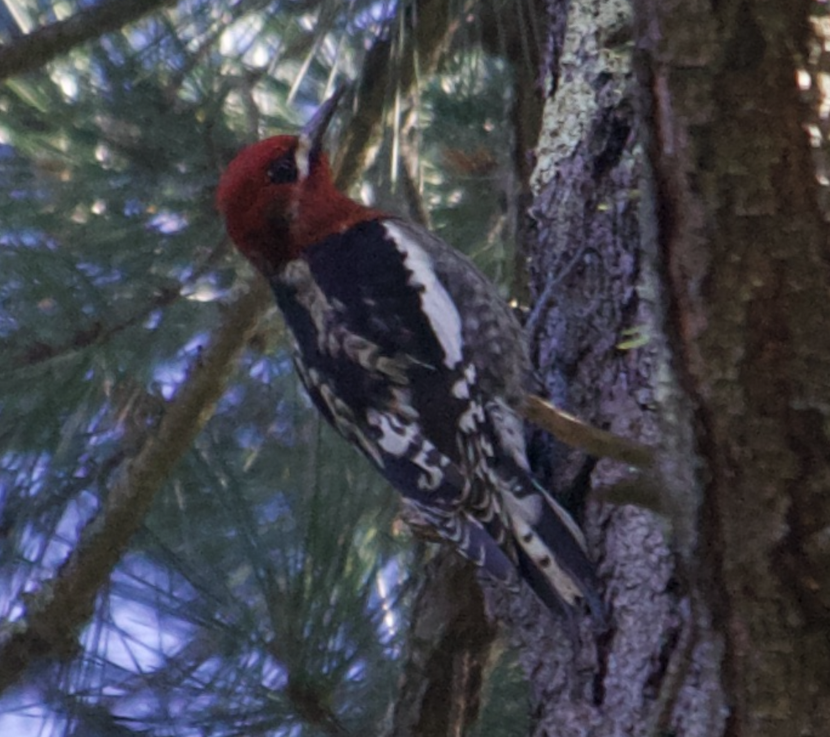 Red-breasted Sapsucker - ML539497891