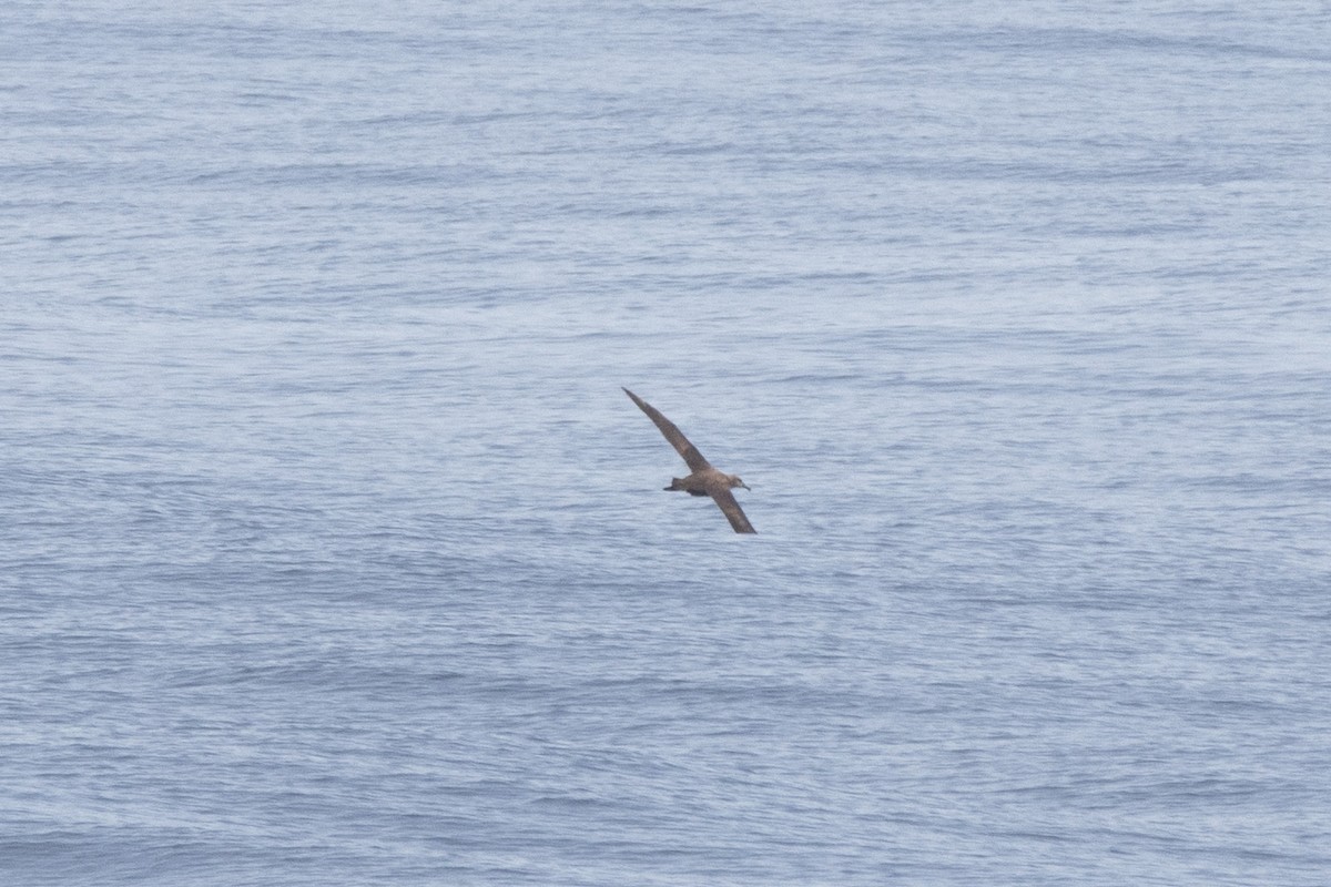 Albatros à pieds noirs - ML539499291