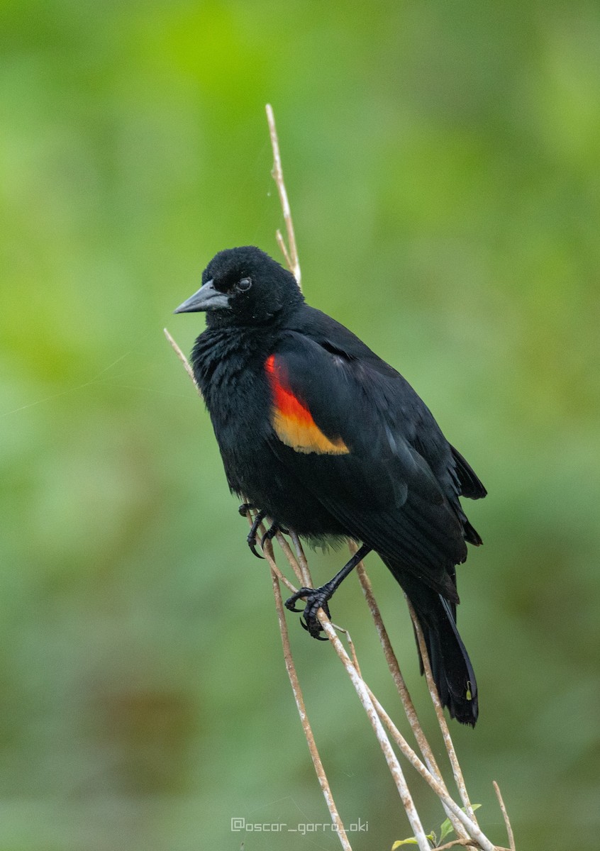 Red-winged Blackbird - ML539499361