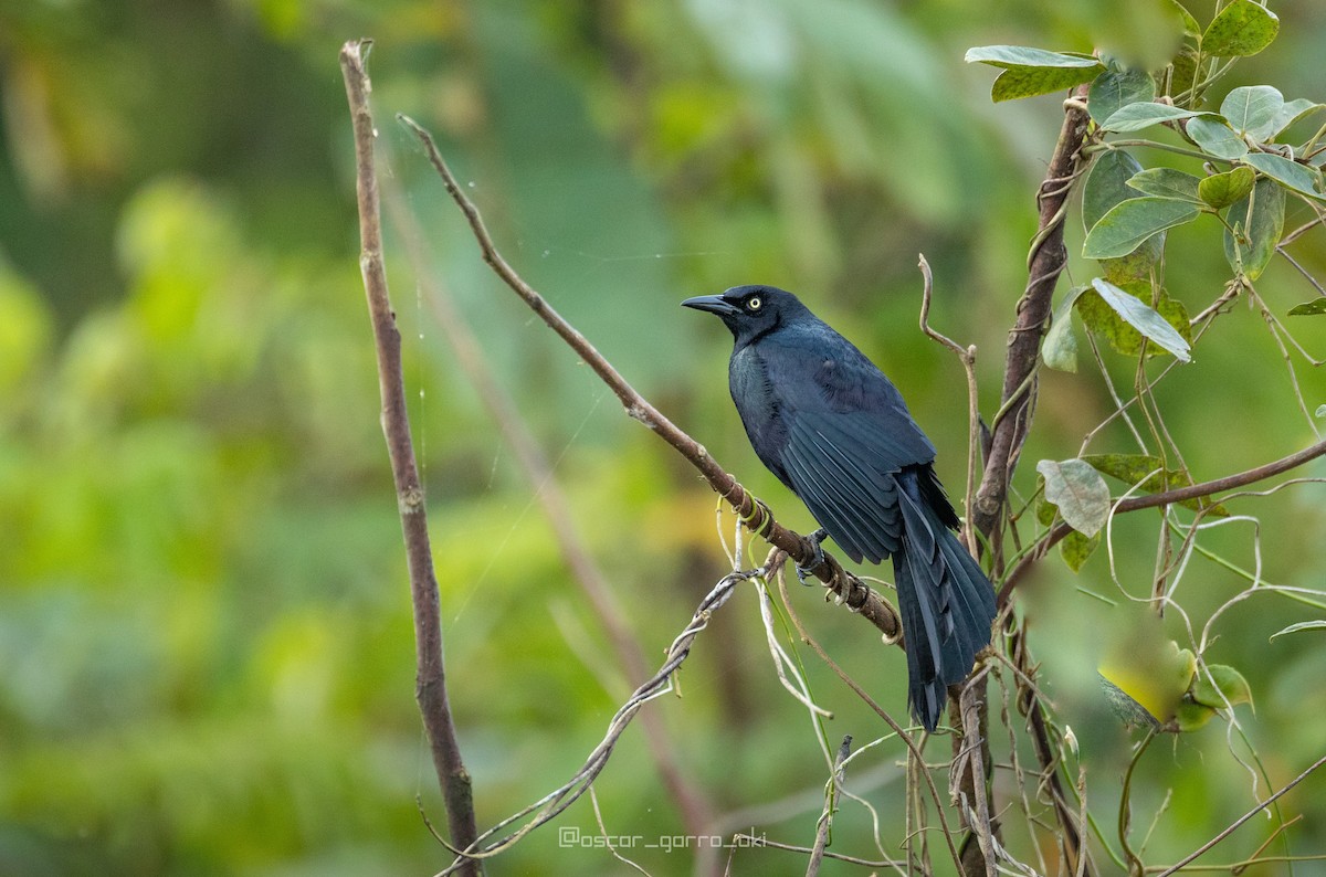 Great-tailed Grackle - ML539499481