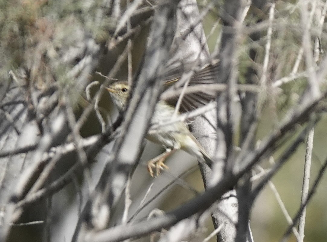 Yellow-browed Warbler - ML539507251