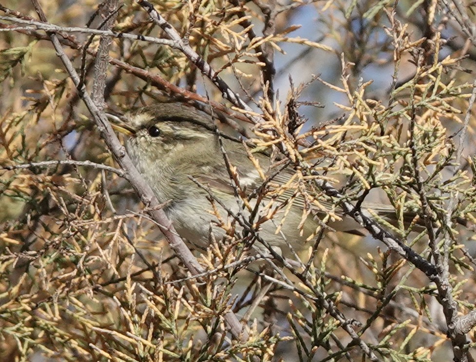 Yellow-browed Warbler - ML539507261