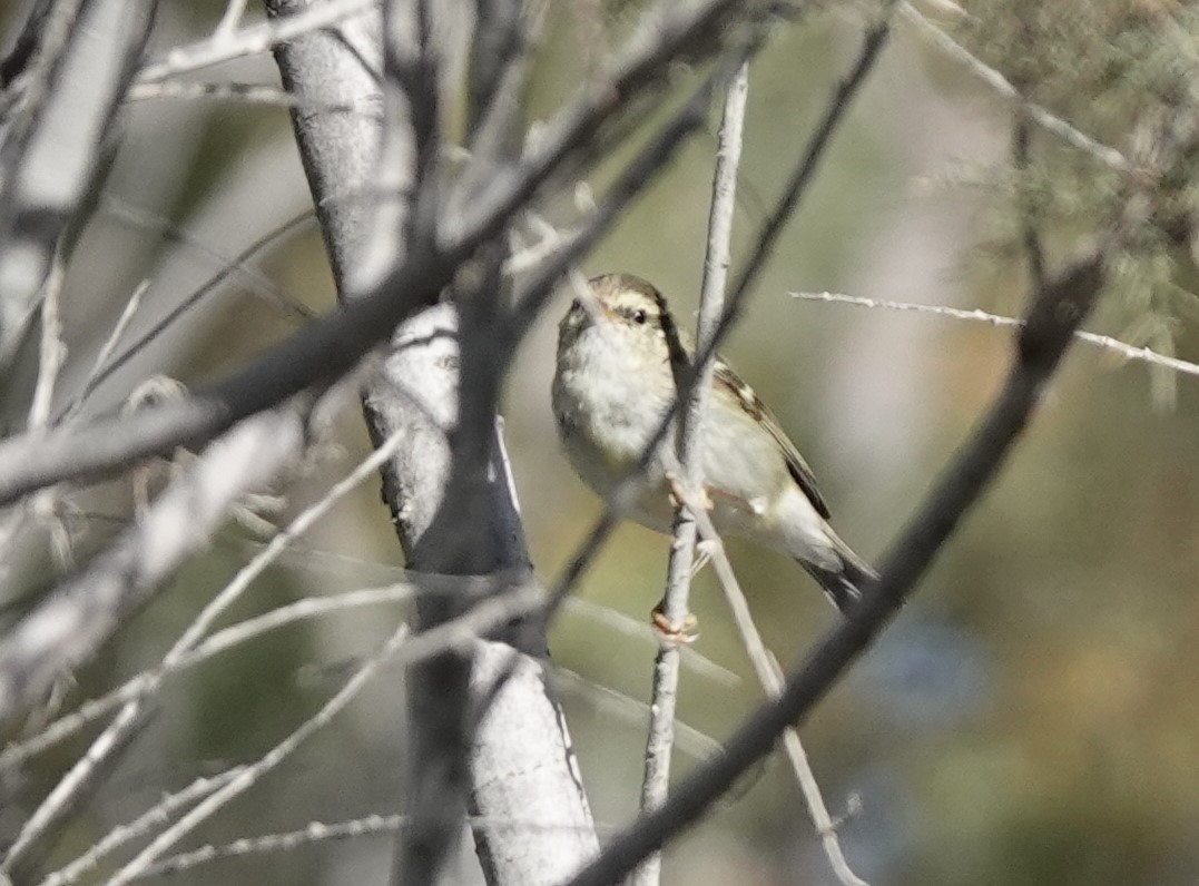 Yellow-browed Warbler - ML539507291