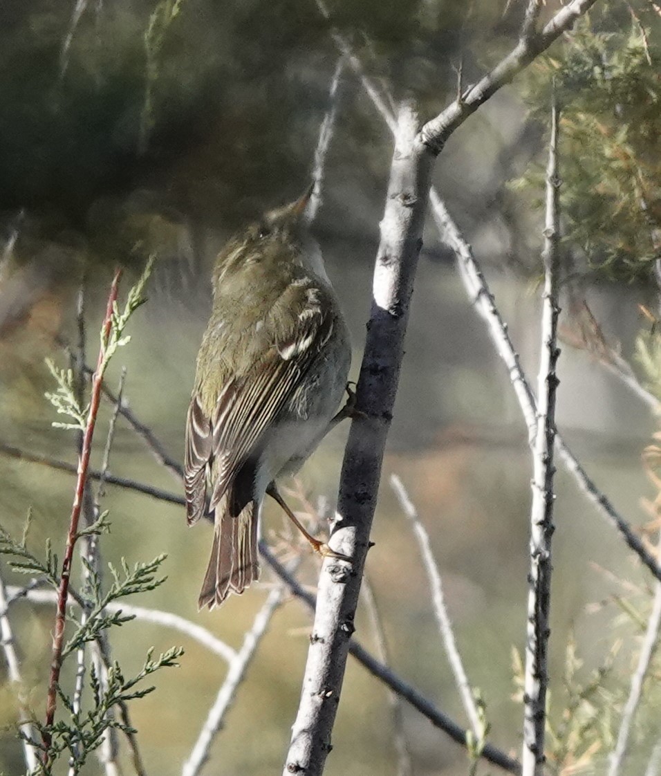 Yellow-browed Warbler - ML539507301