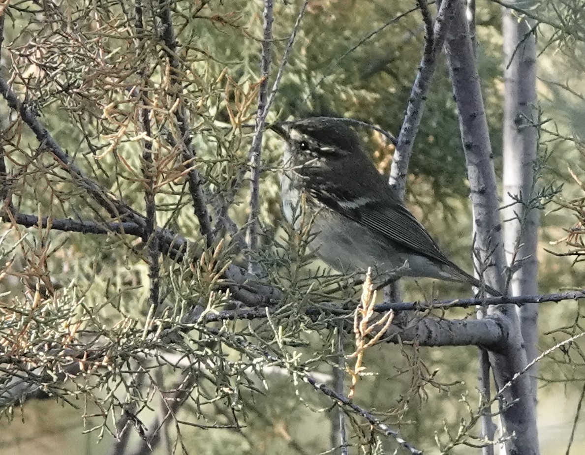 Yellow-browed Warbler - ML539507321