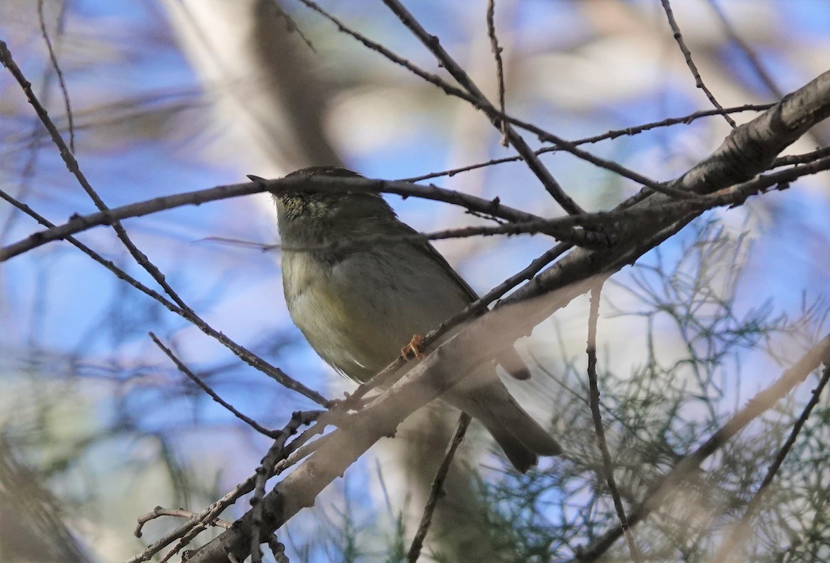Yellow-browed Warbler - ML539507331
