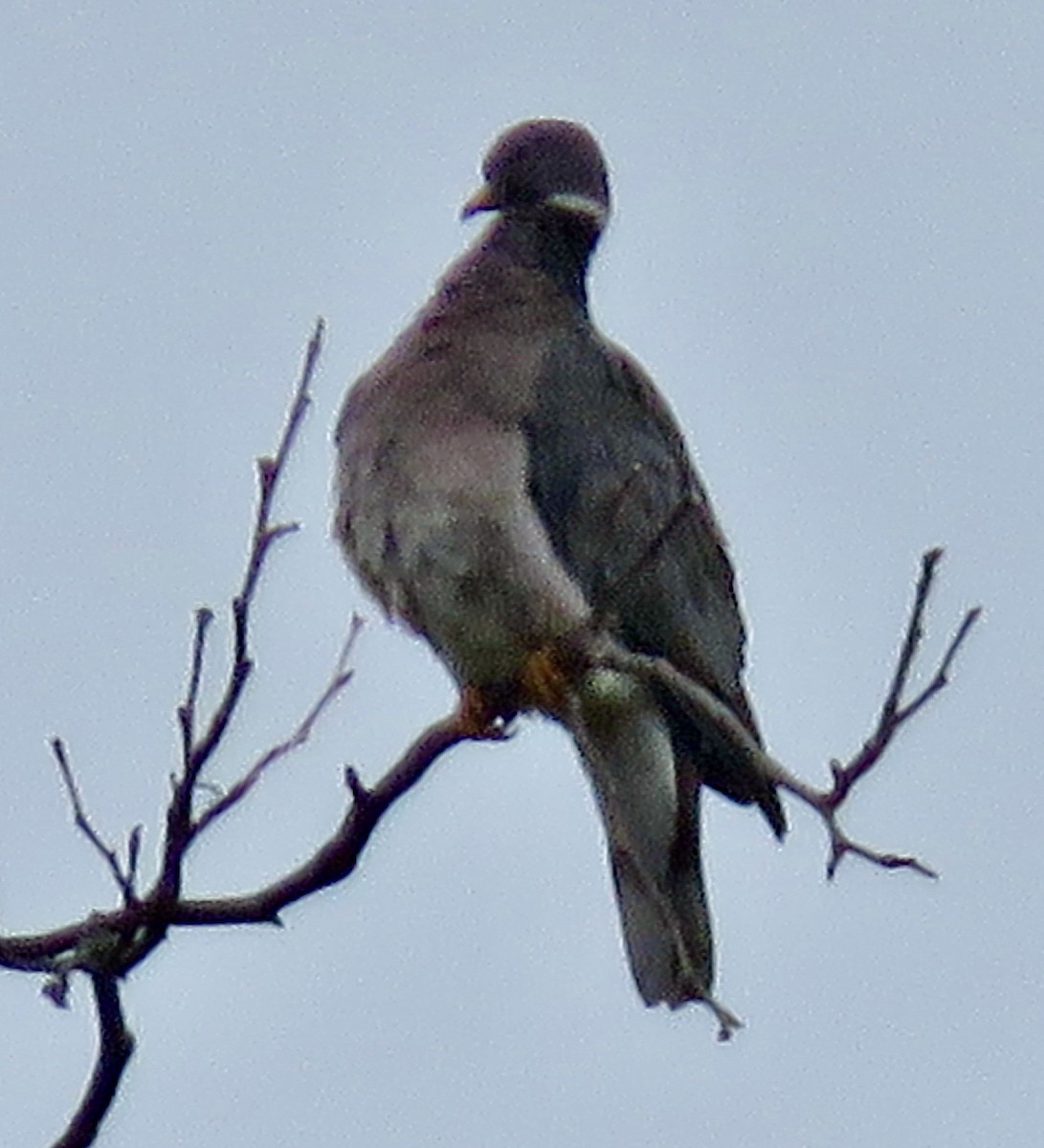Band-tailed Pigeon - ML539518591