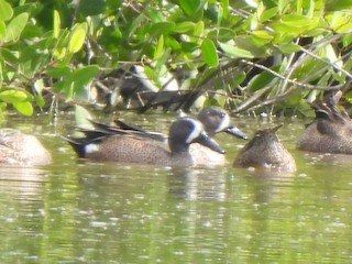 Blue-winged Teal, ML539519221