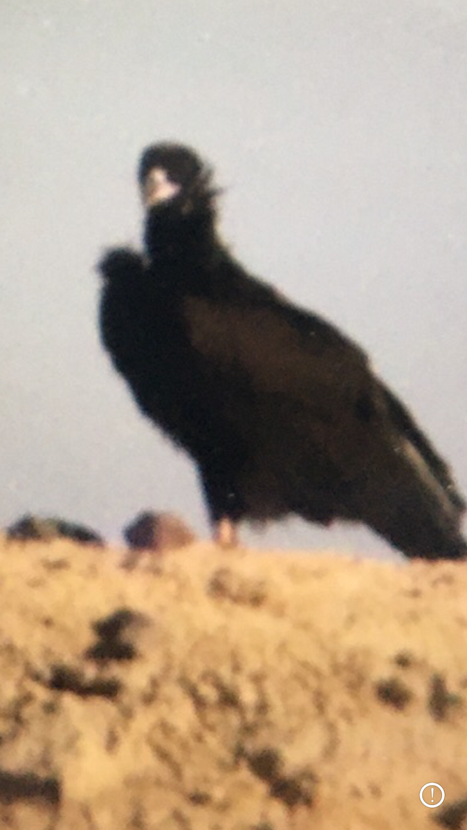 Cinereous Vulture - ML539519761