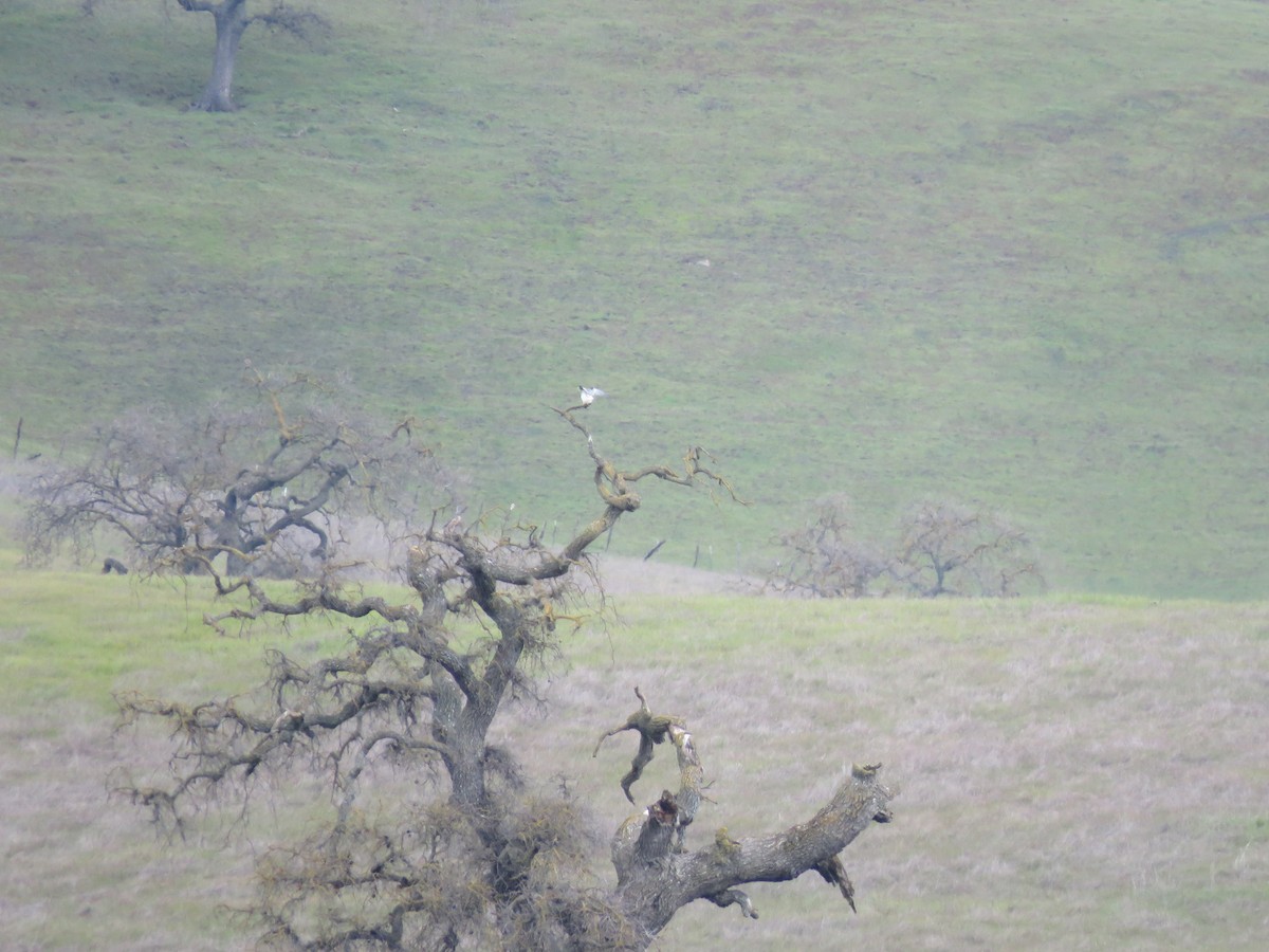 White-tailed Kite - ML539519871