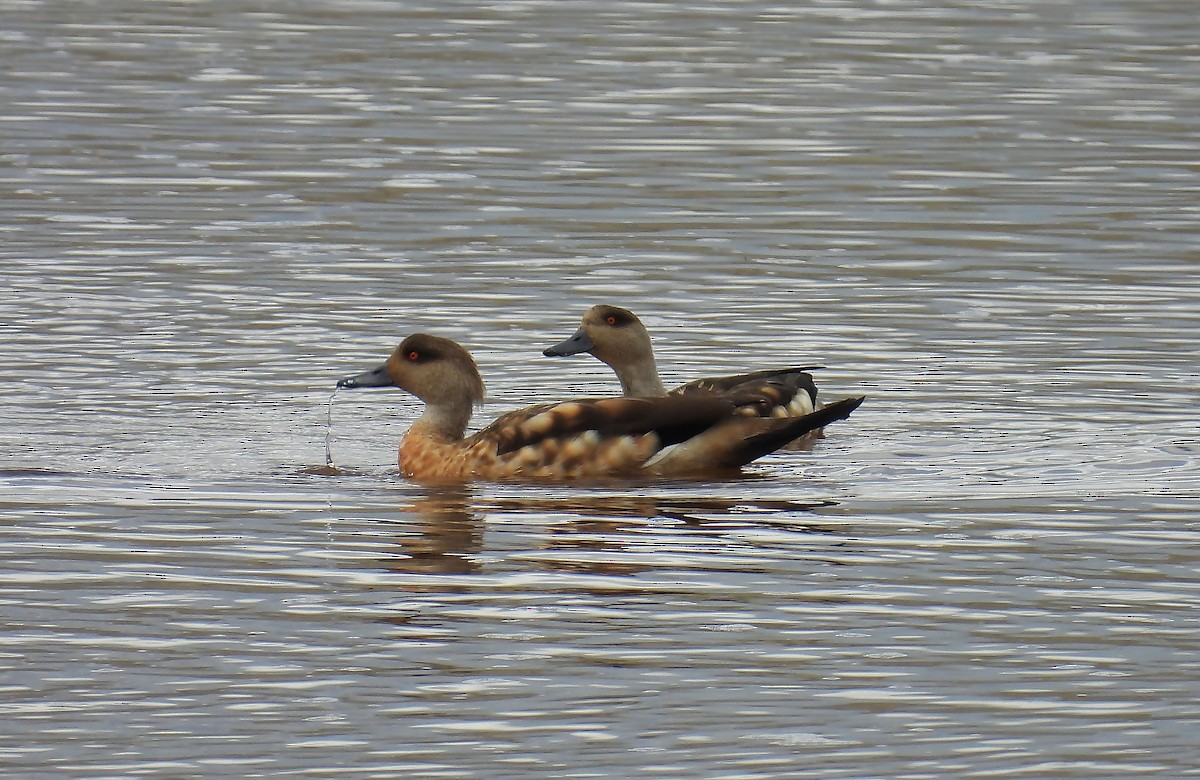 Crested Duck - ML539522921