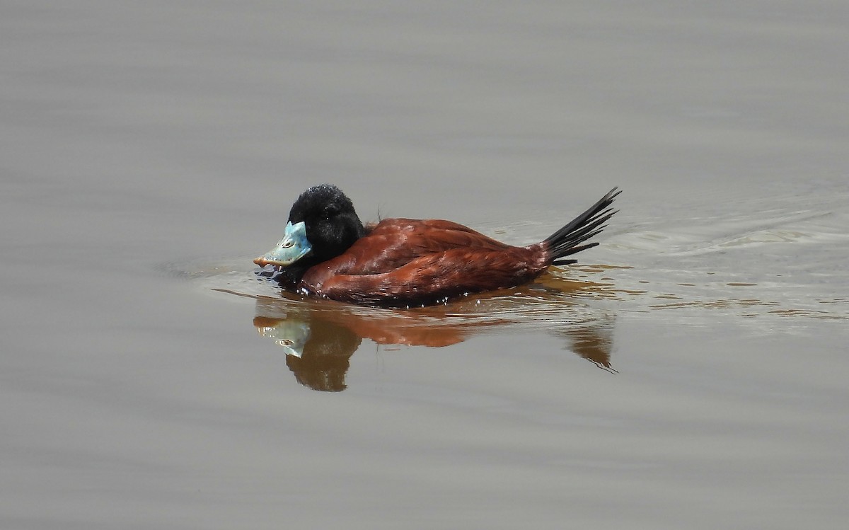 Andean Duck - ML539522931