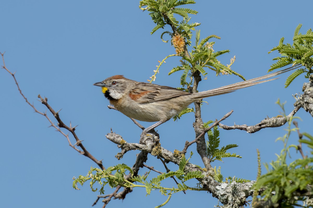 Chotoy Spinetail - ML539526821