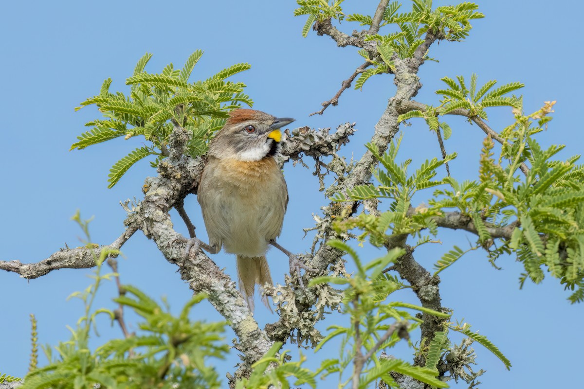 Chotoy Spinetail - ML539526971