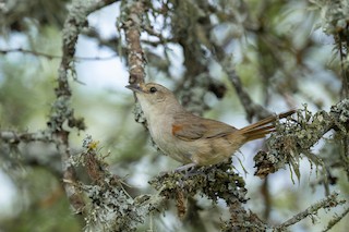 Little Thornbird - eBird