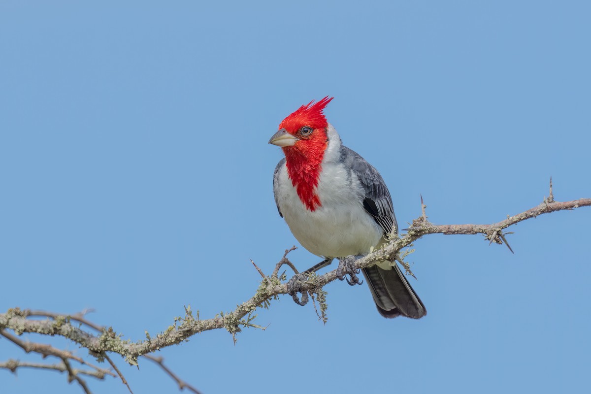 Red-crested Cardinal - Marcelo  Telles
