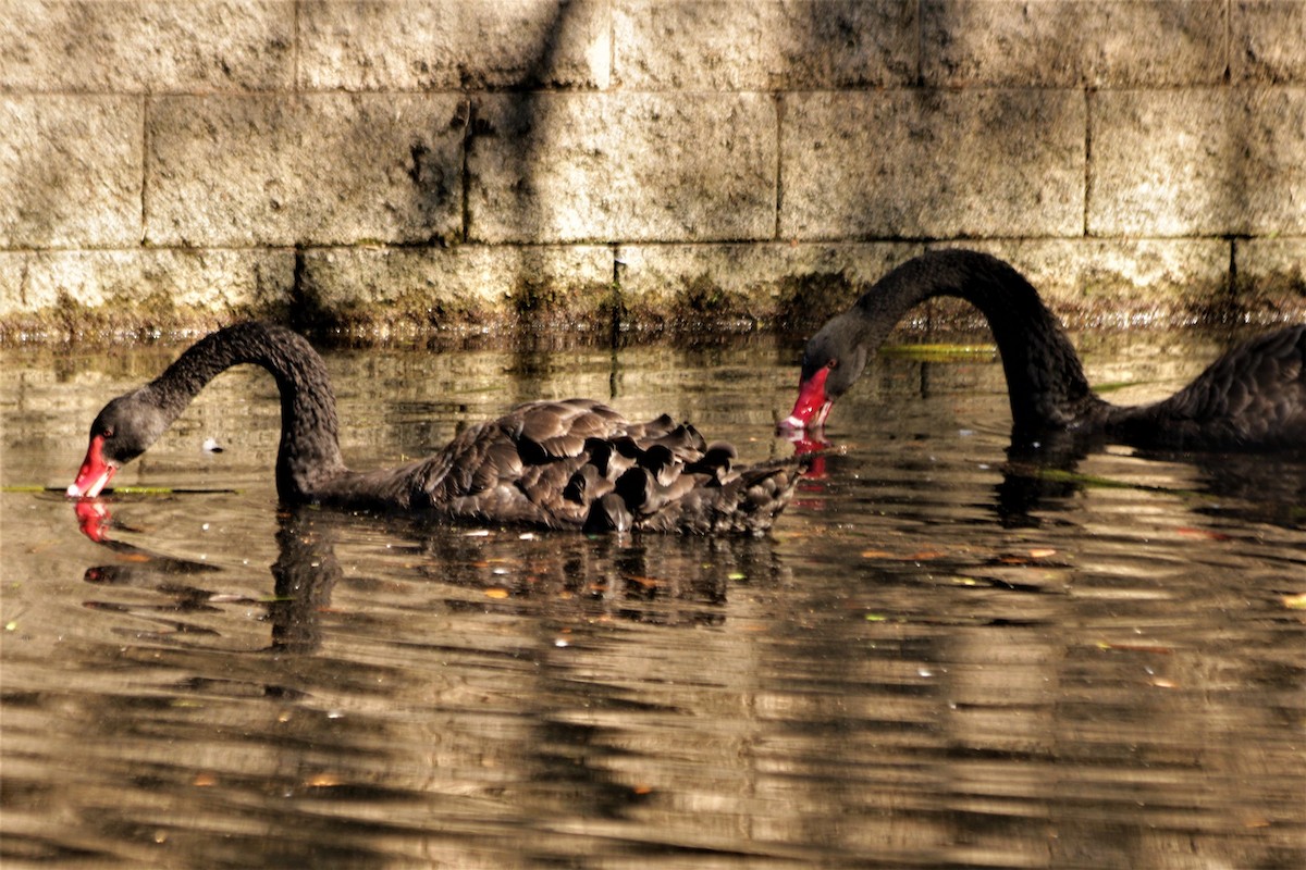 Black Swan - Robert Emond