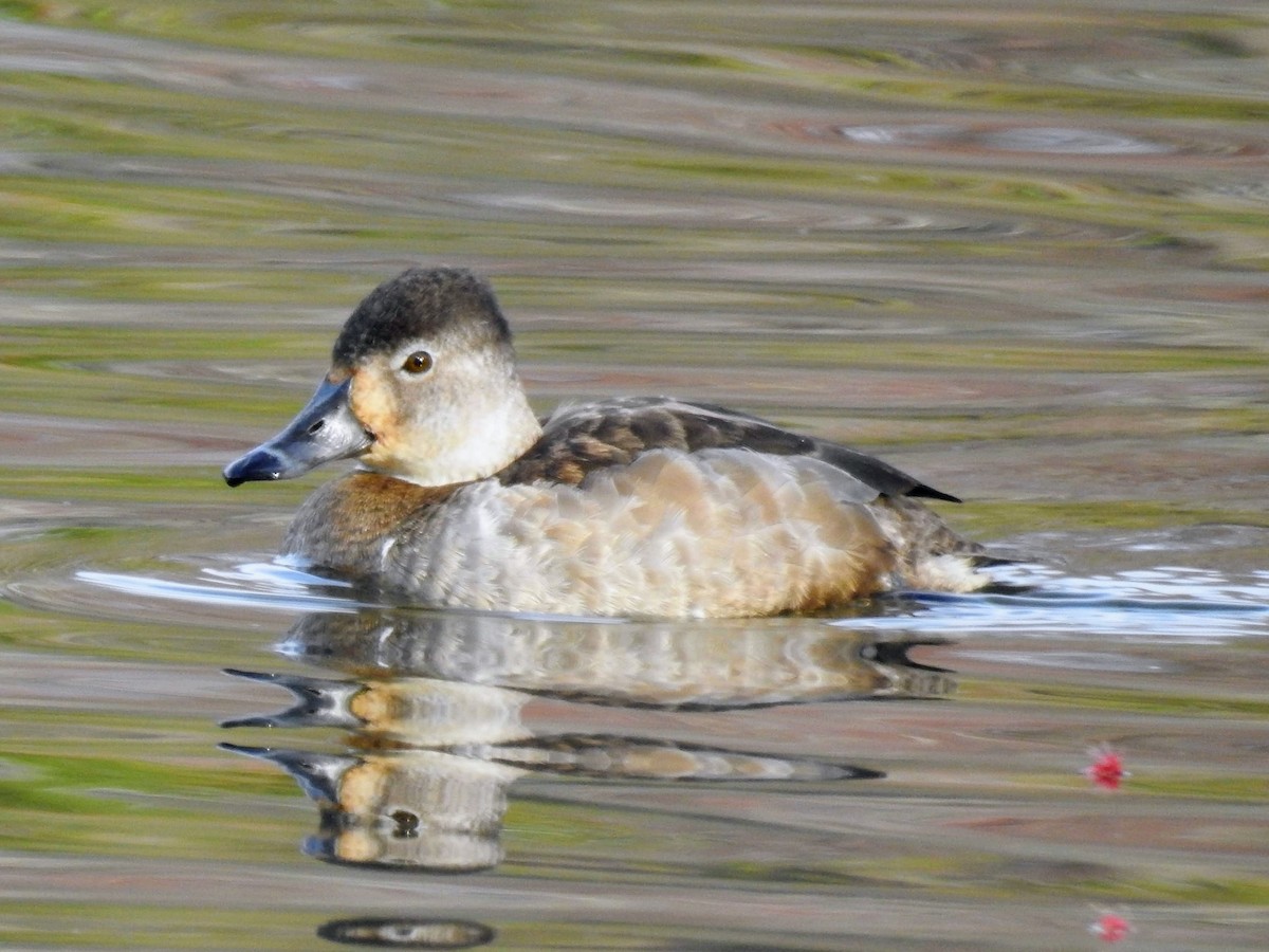 Ring-necked Duck - ML539530291
