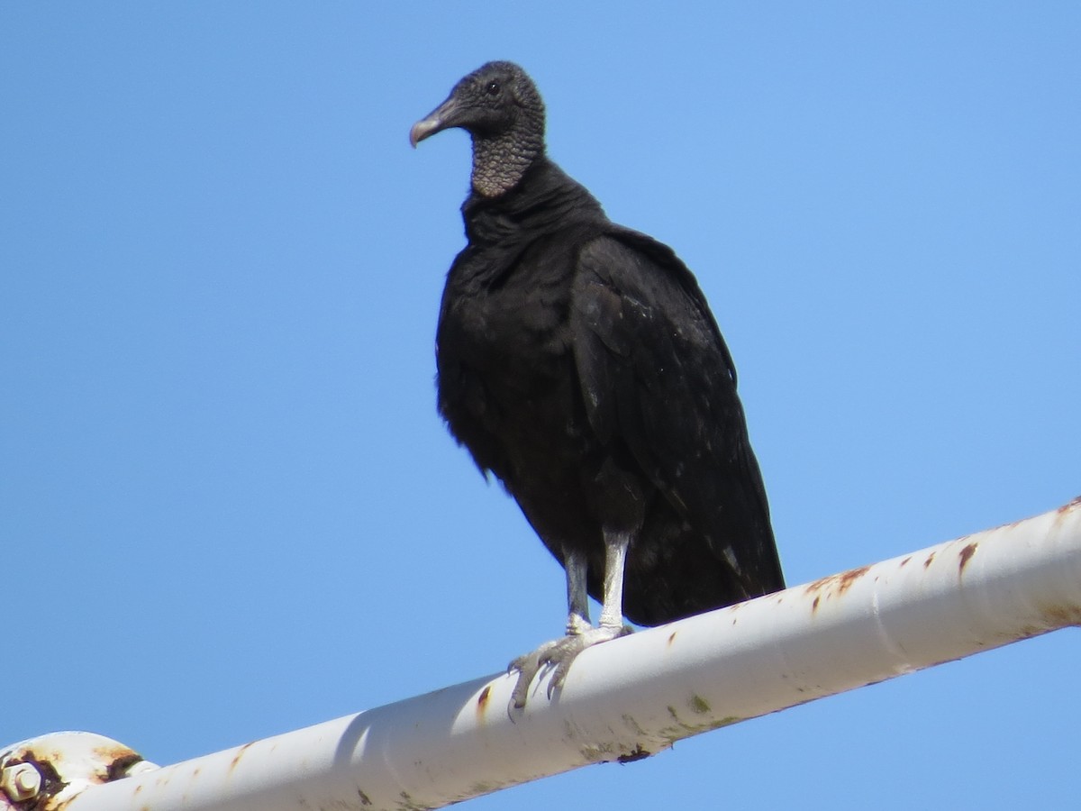 Black Vulture - Jay Rotter