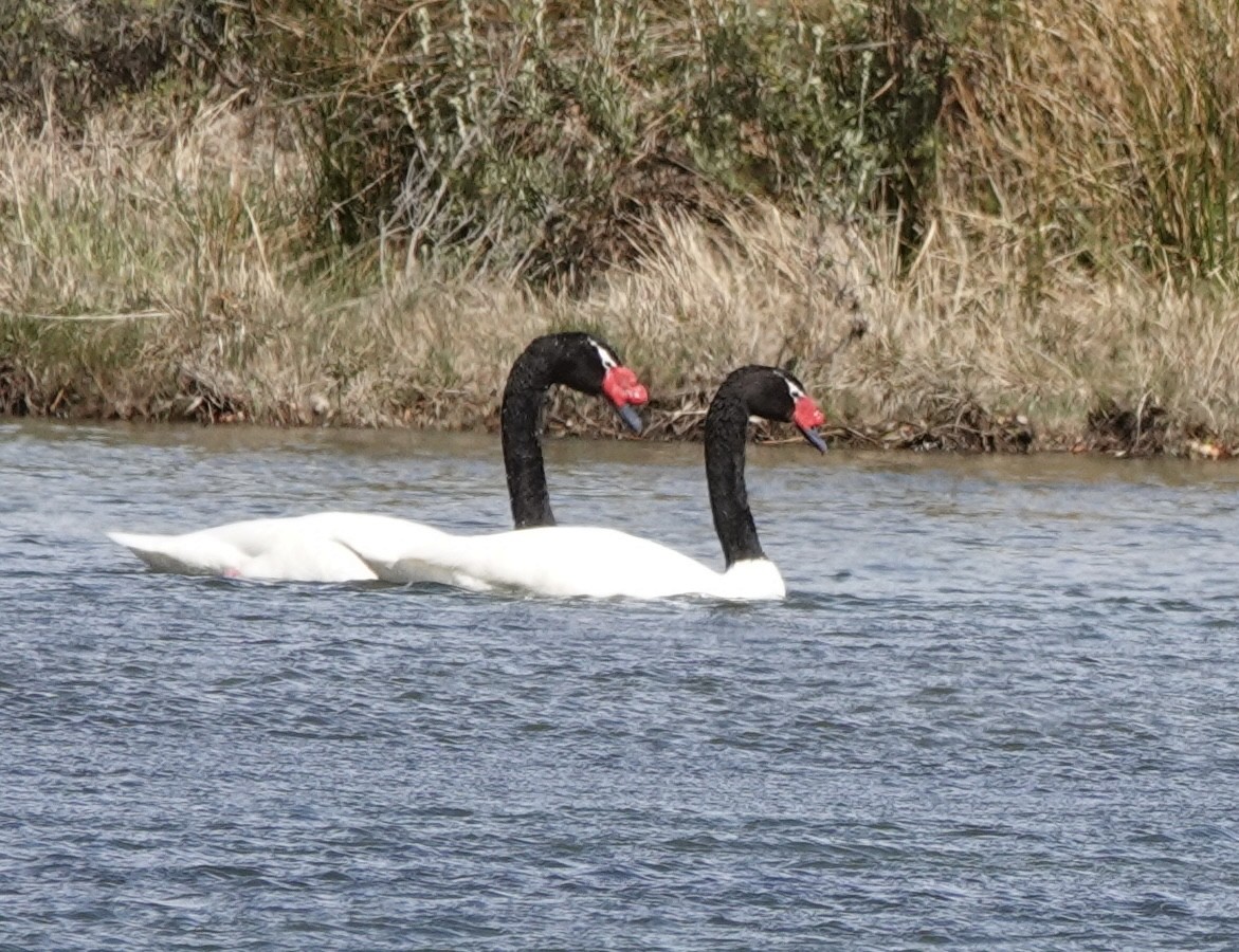 Black-necked Swan - ML539546231