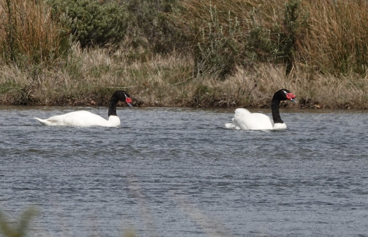 Black-necked Swan - Howard Laidlaw