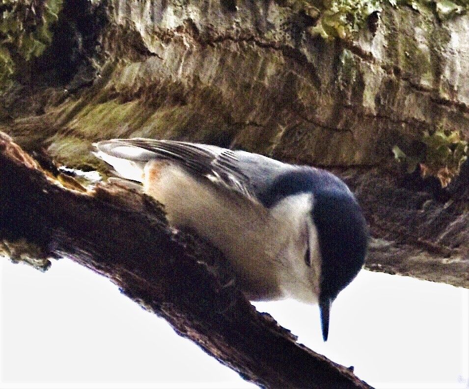 White-breasted Nuthatch - ML539557121